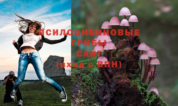 прущие грибы Анива